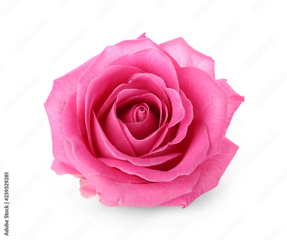 美丽的粉红色玫瑰白底