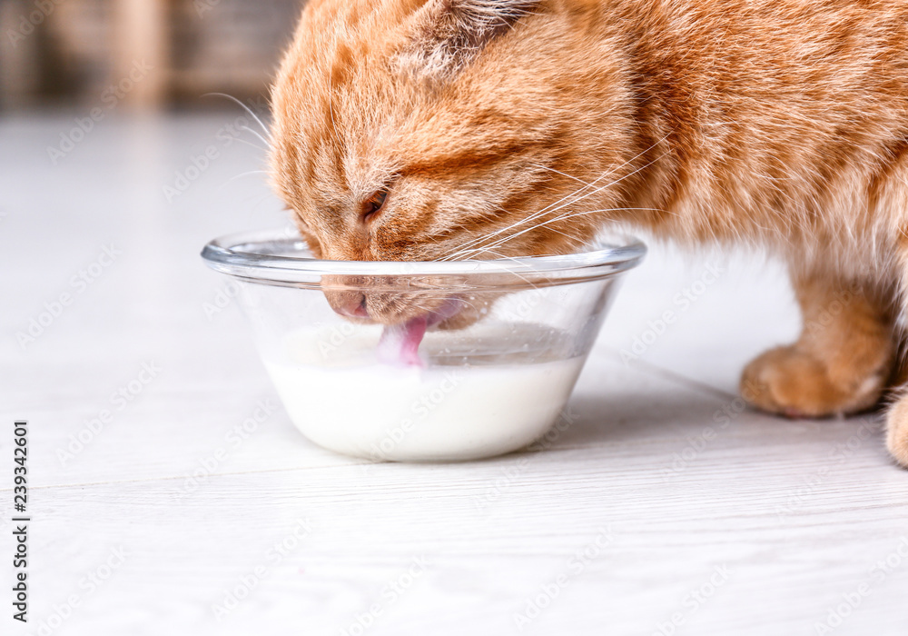 可爱的苏格兰折叠猫在家喝牛奶