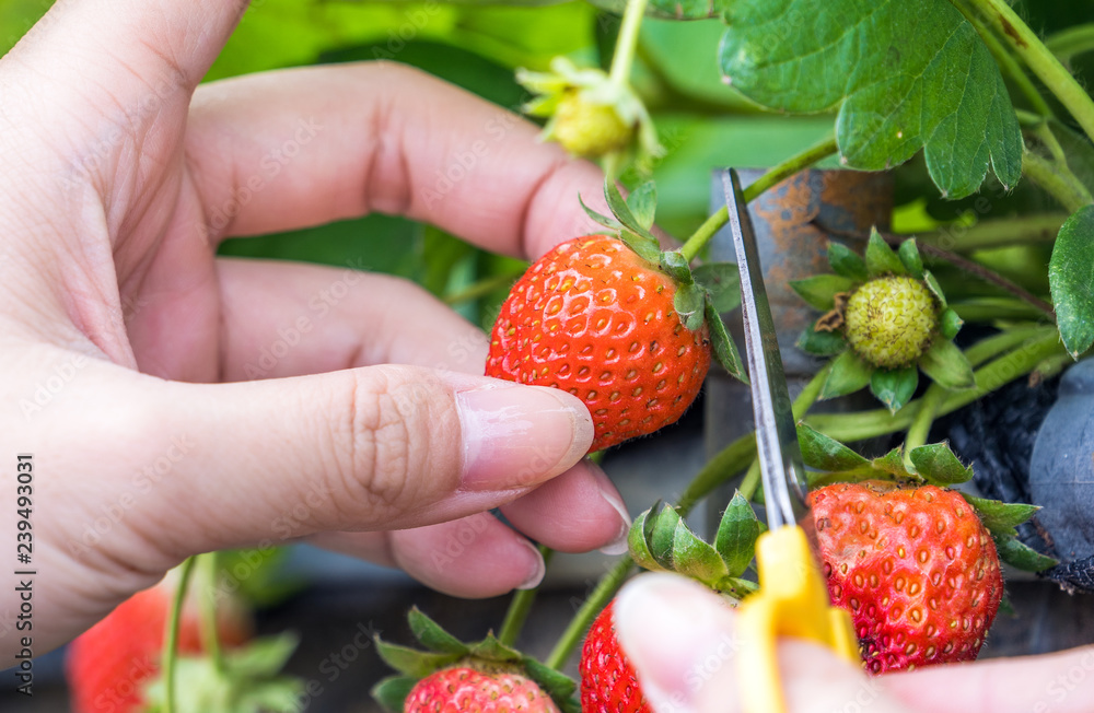 一名年轻女子在花园里用剪刀采摘新鲜的时令草莓，这是奥尔加的概念