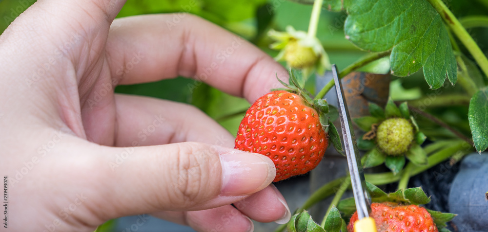 一名年轻女子在花园里用剪刀采摘新鲜的时令草莓，奥尔加的概念