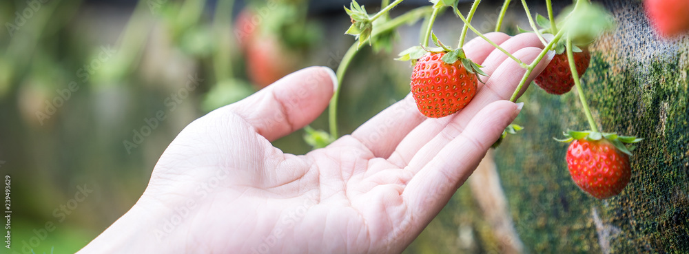 一名年轻女子正在花园里采摘新鲜的时令草莓，有机农业的概念，c