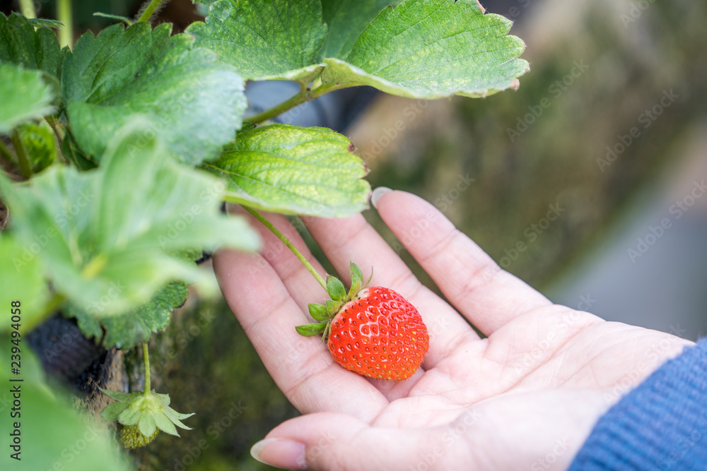 一位年轻女士正在花园里采摘新鲜的时令草莓，有机农业的概念，c