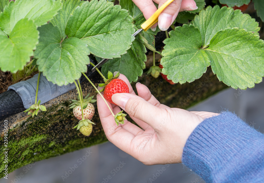 一名年轻女子在花园里用剪刀采摘新鲜的时令草莓，奥尔加的概念