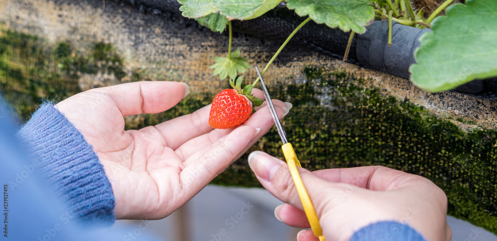 一名年轻女子在花园里用剪刀采摘新鲜的时令草莓，这是奥尔加的概念