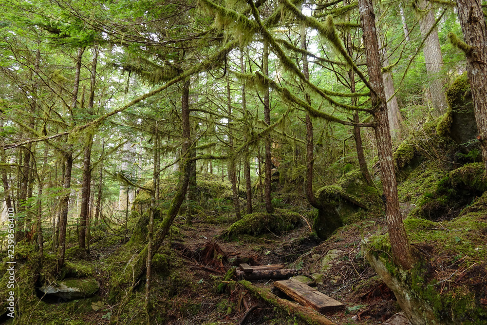 童话般的森林，长满了生机勃勃的绿色苔藓，景色如画。