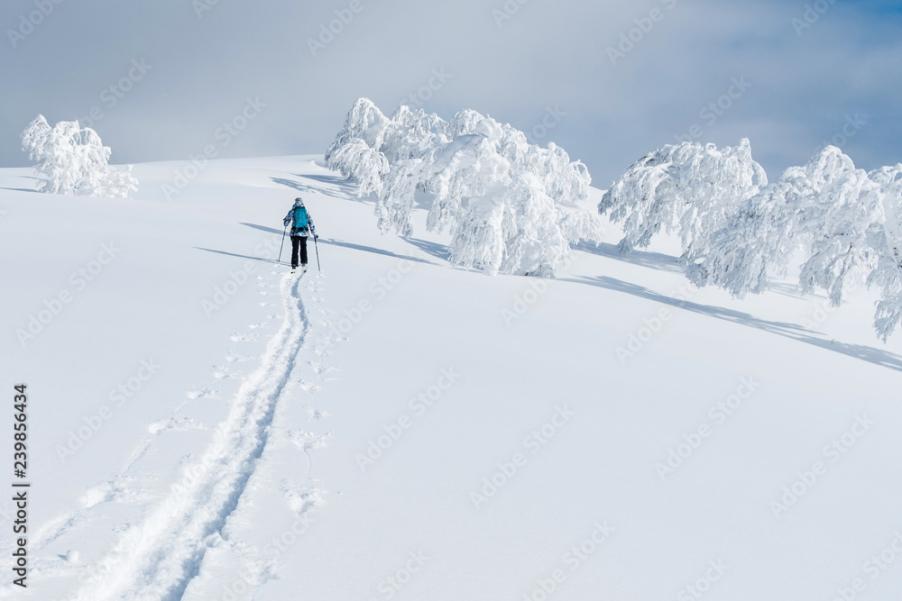 不可辨认的女性游客骑着滑雪板在Niseko的雪山上跋涉。