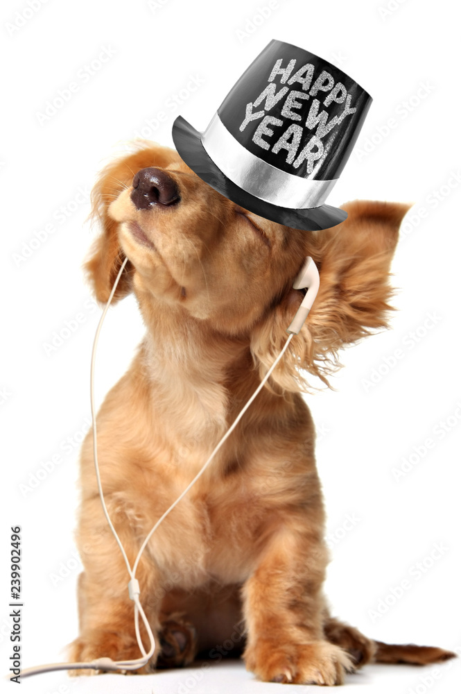 年轻的长毛腊肠小狗戴着新年快乐礼帽，戴着耳机听音乐。