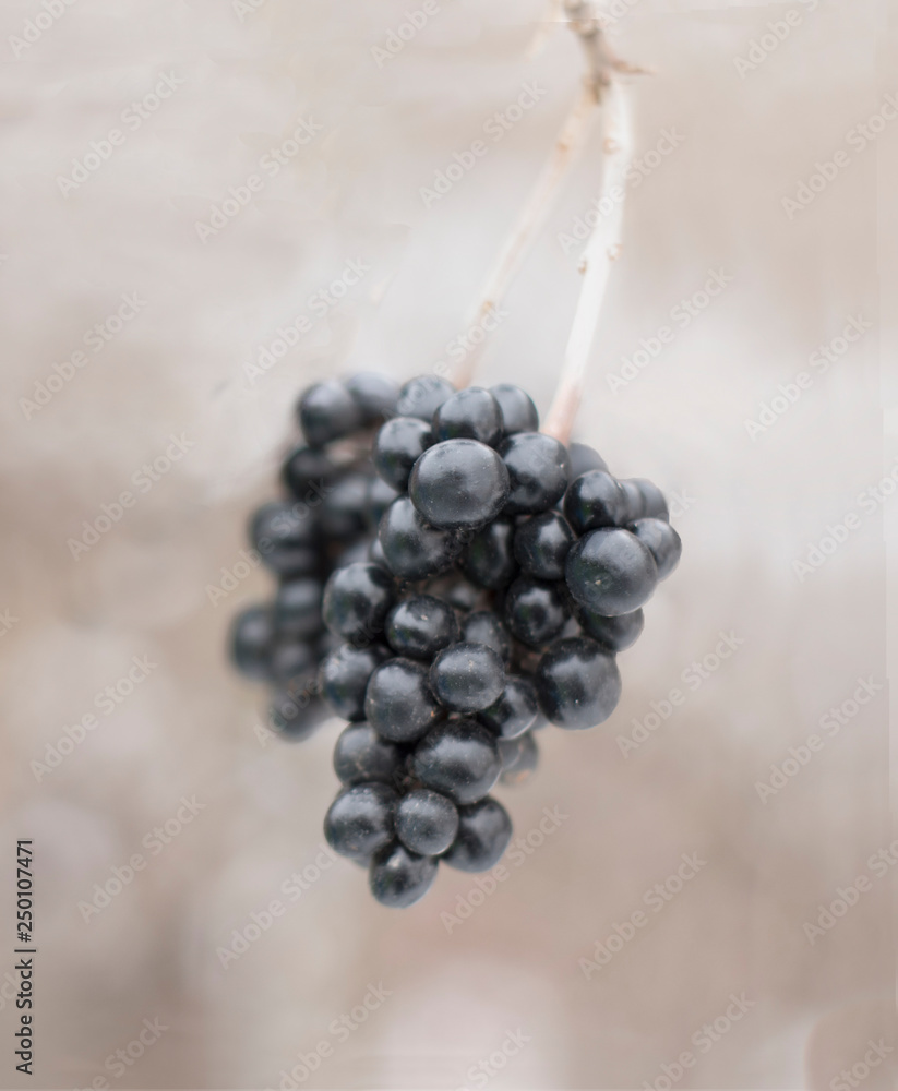 罗文。Aronia Aronia或Chokeberry（lat.Aronia blackcarpa）。冬季背景。选择性聚焦clo