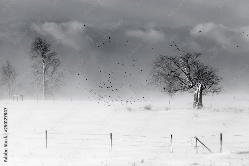 美国纽约州莫霍克山谷农场的雪、栅栏、树木和鸟类。