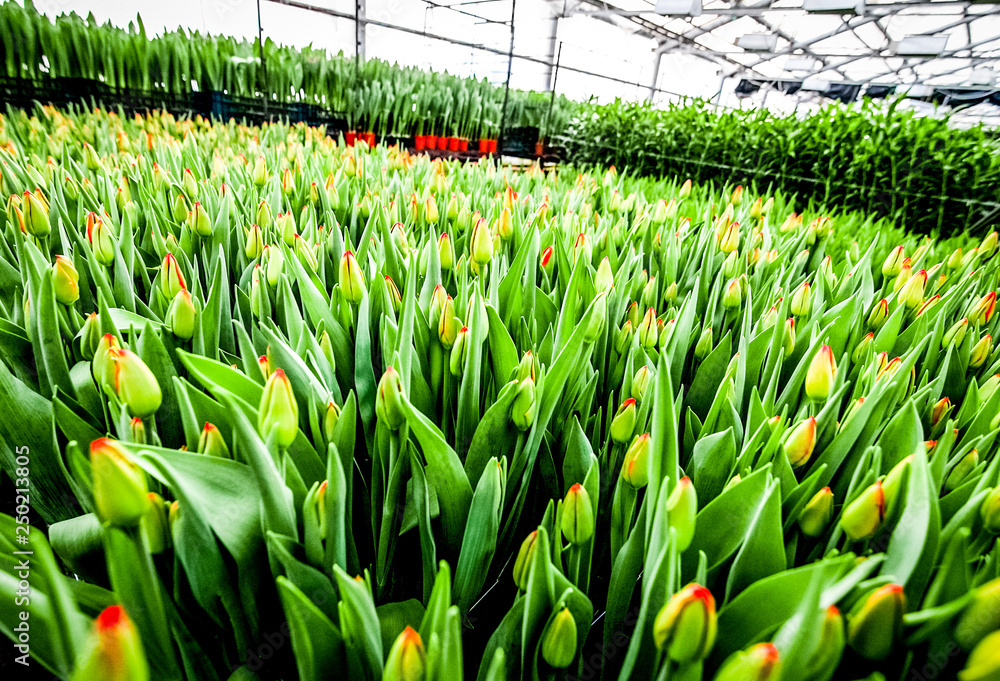 大温室郁金香的工业化栽培