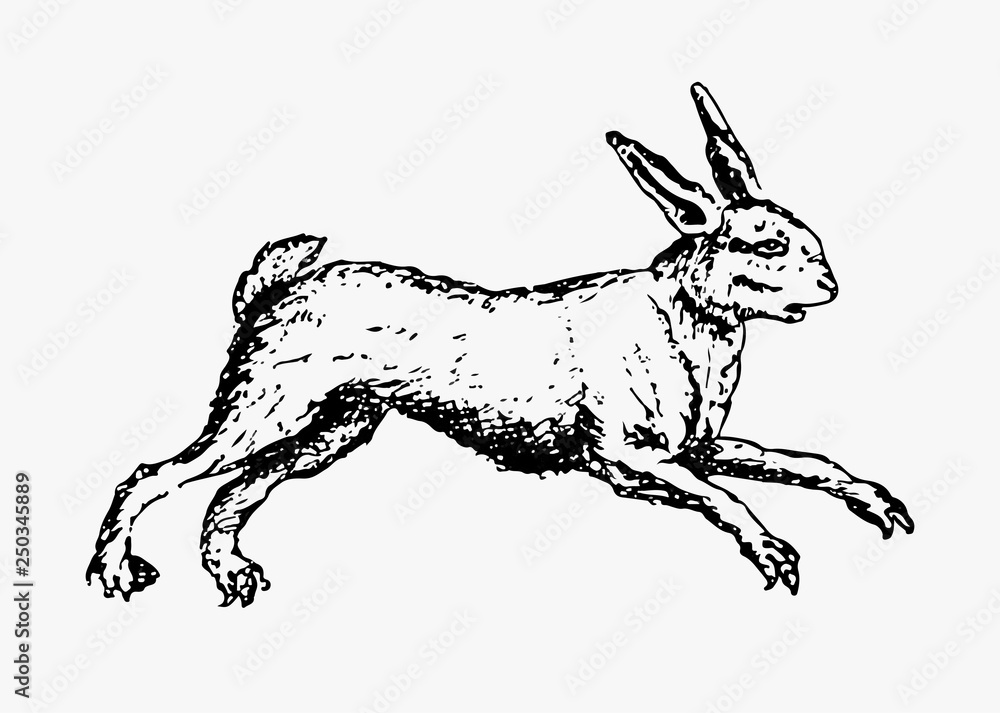 Hare rabbit vintage drawing