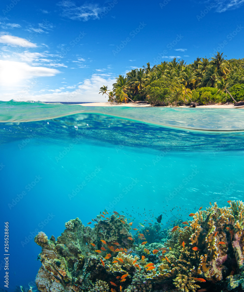 珊瑚礁水面下和水面上视图