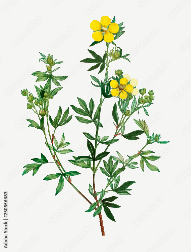 黄色毛茛花