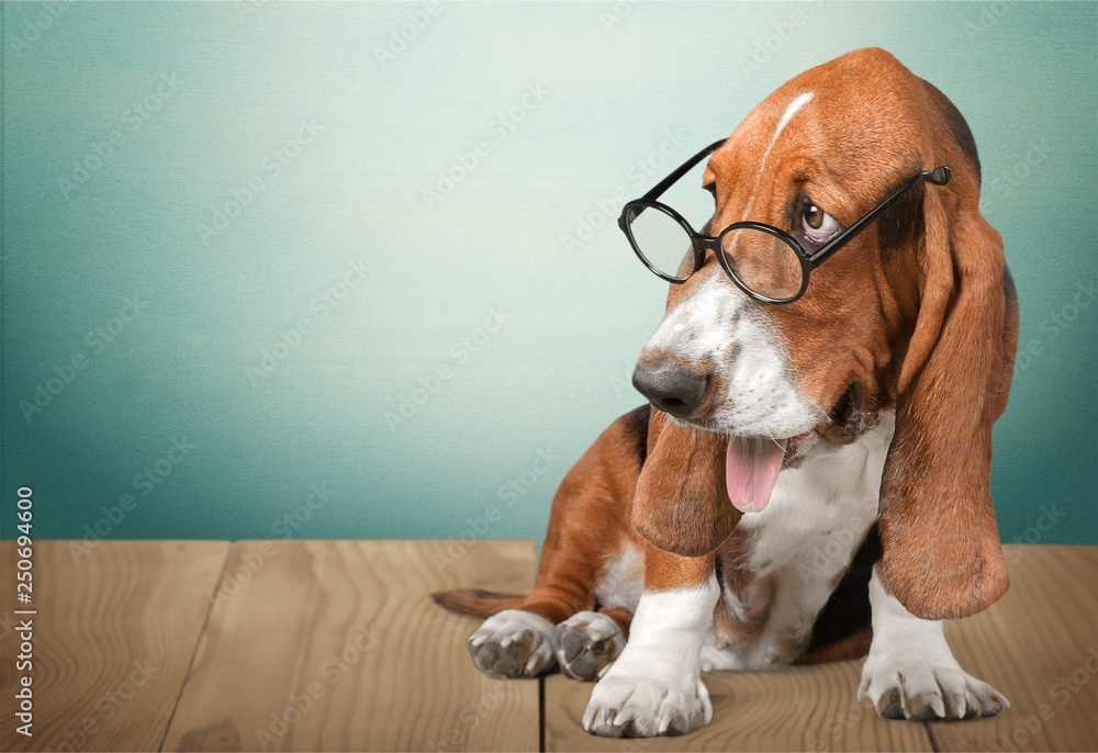 数学狗疯狂眼镜学术动物黑板
