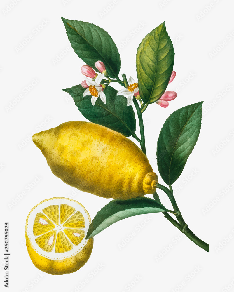 柠檬树枝