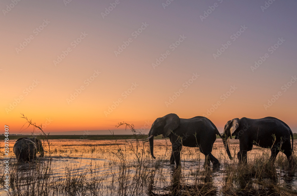 非洲丛林象（Loxodonta africana），又名非洲稀树草原象或非洲大象穿越