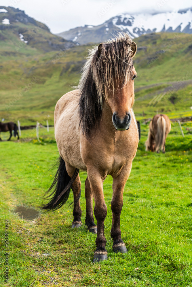 冰岛风景如画的冰岛马。