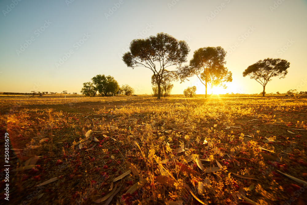 澳大利亚珀斯的干树叶越野。