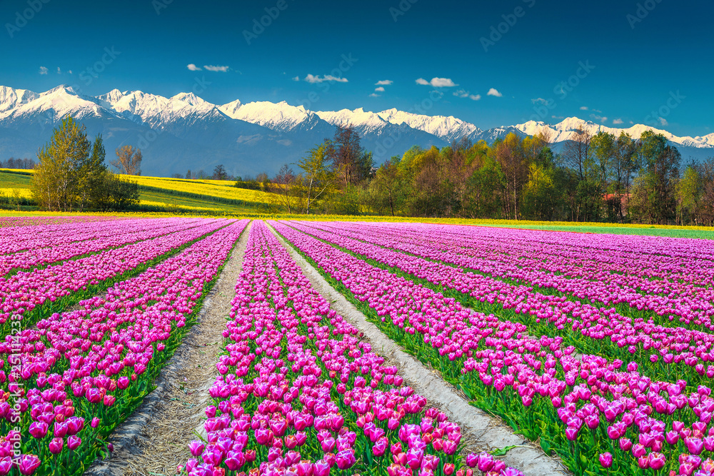 背景是五颜六色的粉红色郁金香田和雪山，欧洲
