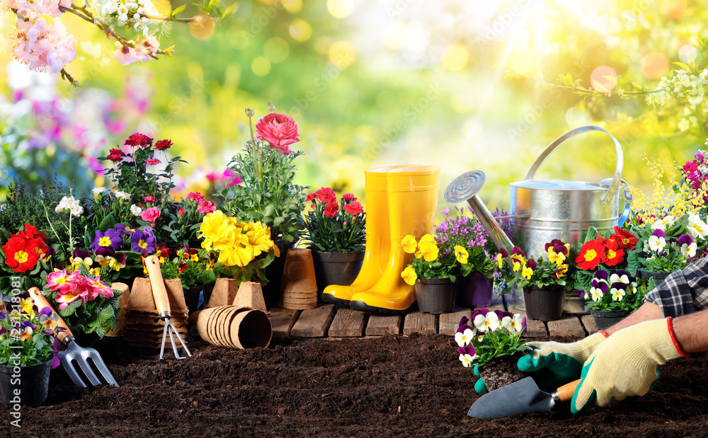 园艺-阳光花园中园丁和花盆的设备