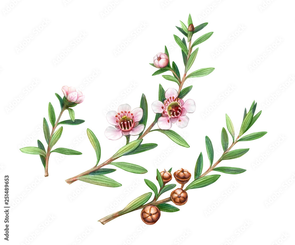 Manuka Plant Flowers, Branches and Fruit Pencil Drawing Isolated on White