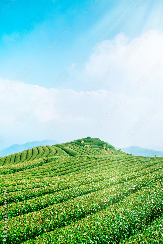 美丽的茶园排景，与蓝天白云隔绝，茶产品的设计理念