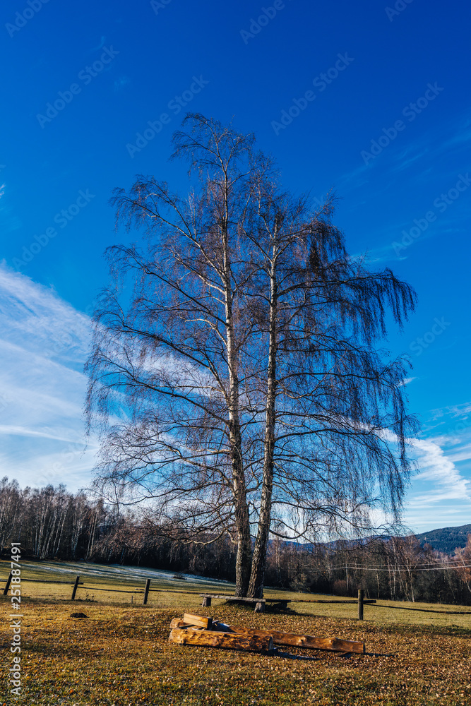 美丽的桦树在乡村山区景观中。明亮的蓝天、白云和桦树在