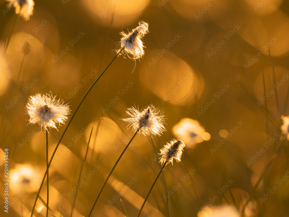 落日余晖中的棉花草。自然背景