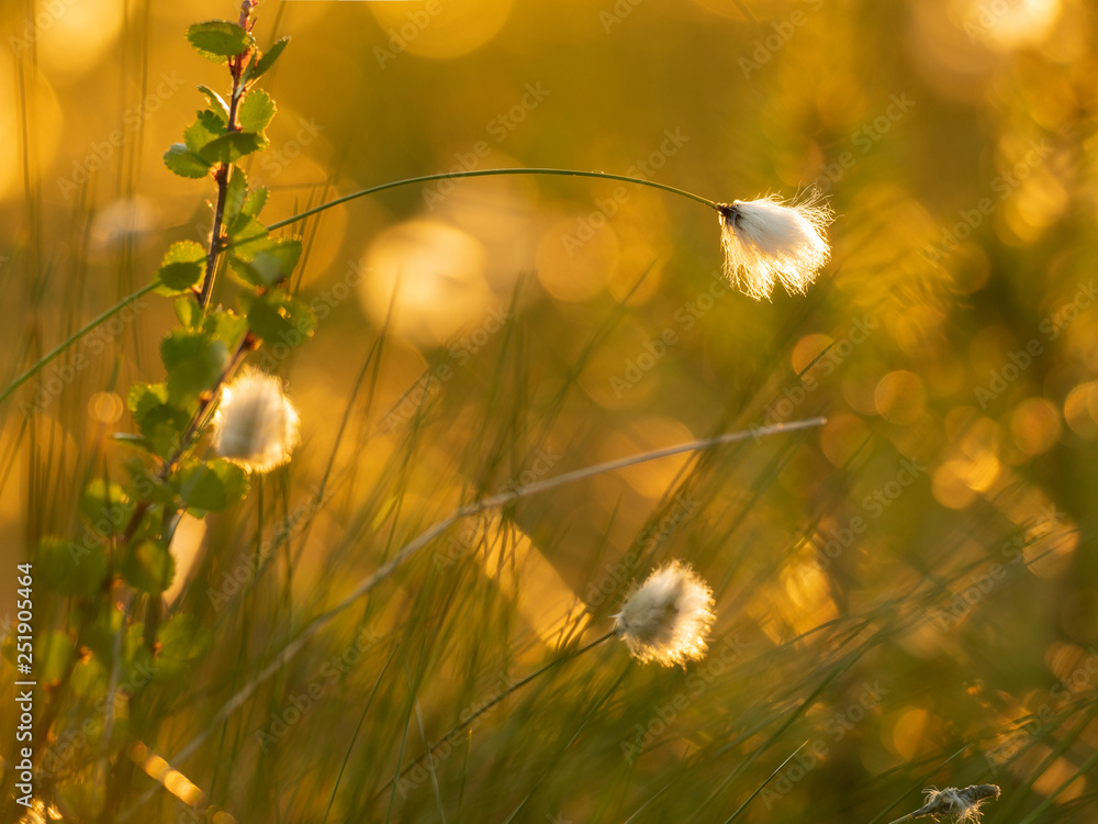 晚霞下棉花草的微距拍摄。自然背景
