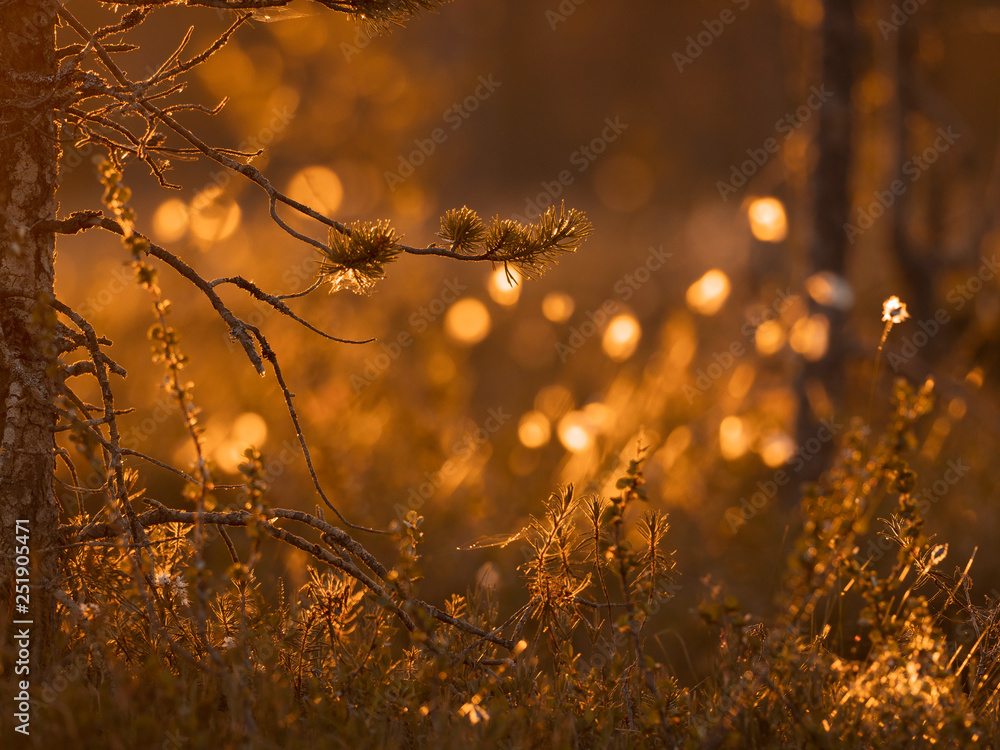 落日余晖中的松枝。自然背景