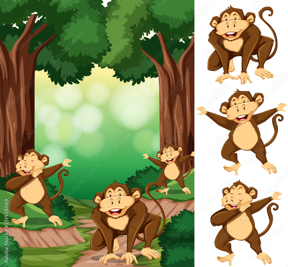 森林中的猴子群
