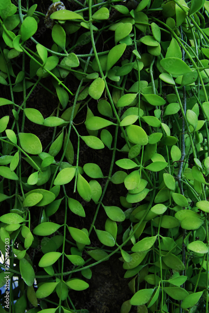 热带绿色常春藤的垂直花园，对比