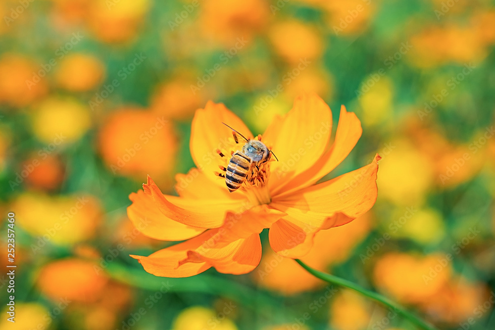 春蜂在花海采蜜