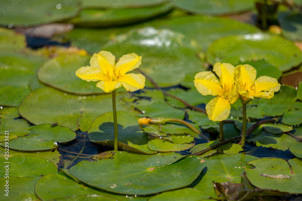 多瑙河三角洲（罗马尼亚）的彩色睡莲，黄色花朵