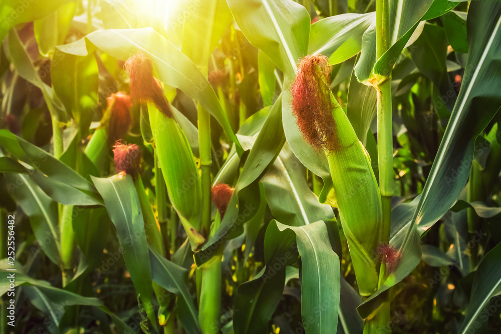 fresh corn on stalk in field with sunrise