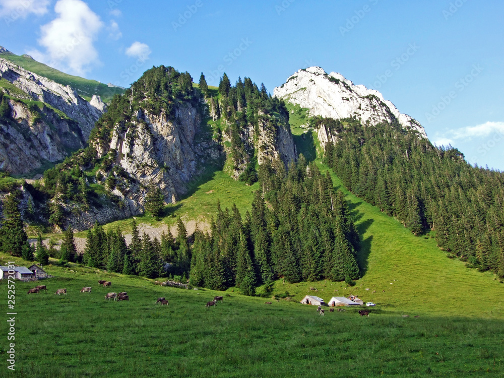 Alpine pastures and meadows on the slopes of Alpstein mountain range and in the river Thur valley - 