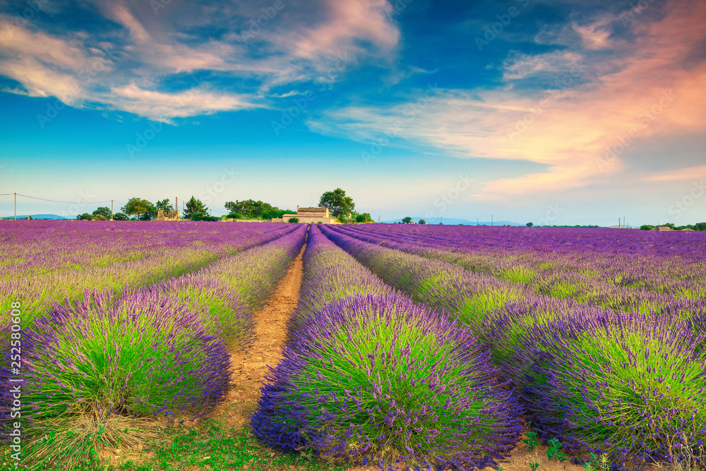 法国瓦伦索普罗旺斯的紫色薰衣草田的夏季景观