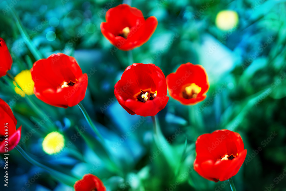 自然中美丽的盛开的红色郁金香，背景为绿松石，焦点柔和，微距明亮。