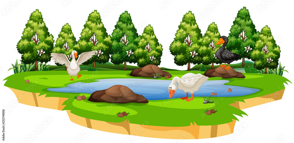 Isolated duck at pond