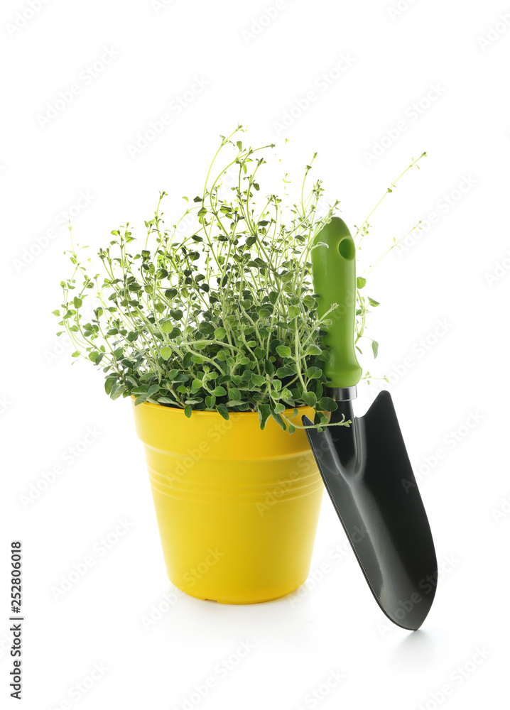 白色背景下的花盆和铲子中的植物