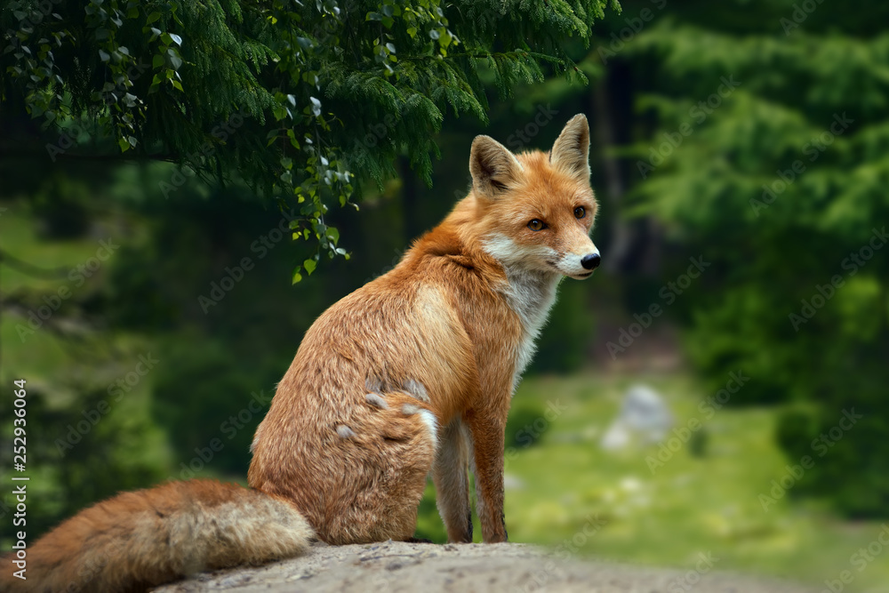 野生幼赤狐（vulpes vulpes）在森林中觅食