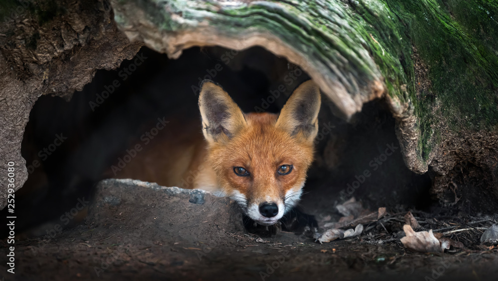 野生幼赤狐（vulpes vulpes）在森林中觅食