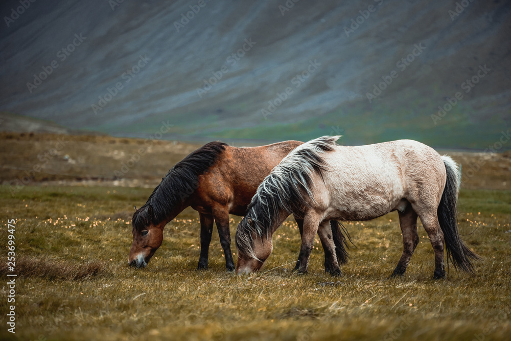 冰岛风景区自然景观领域的冰岛马。冰岛马是o品种