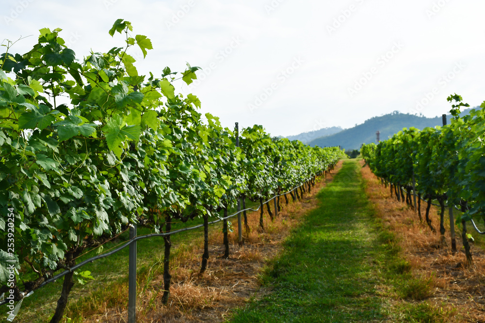 生长在葡萄园山谷山丘上的新鲜葡萄藤，酒庄背景