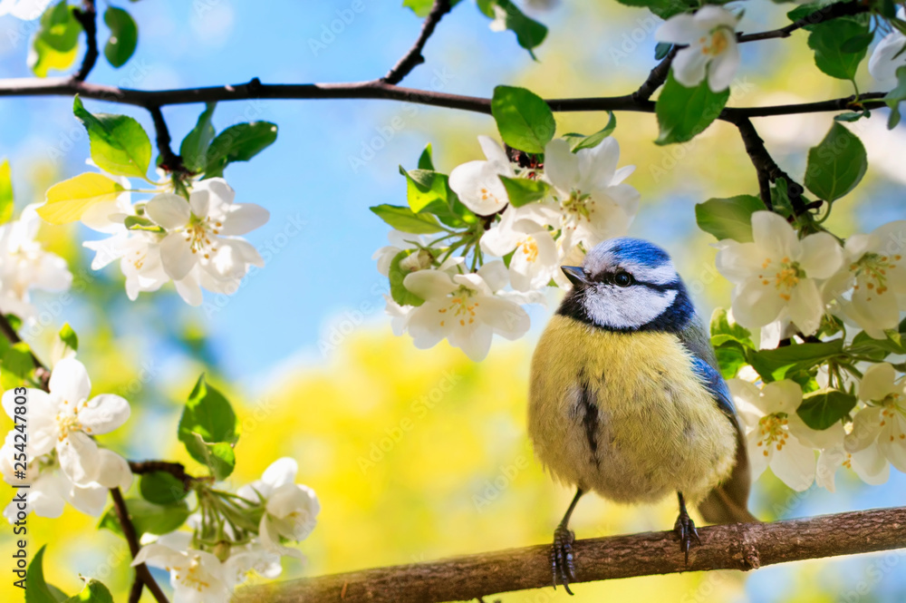 春天的自然背景，可爱的小鸟山雀坐在五月花园里的一根开花的树枝上