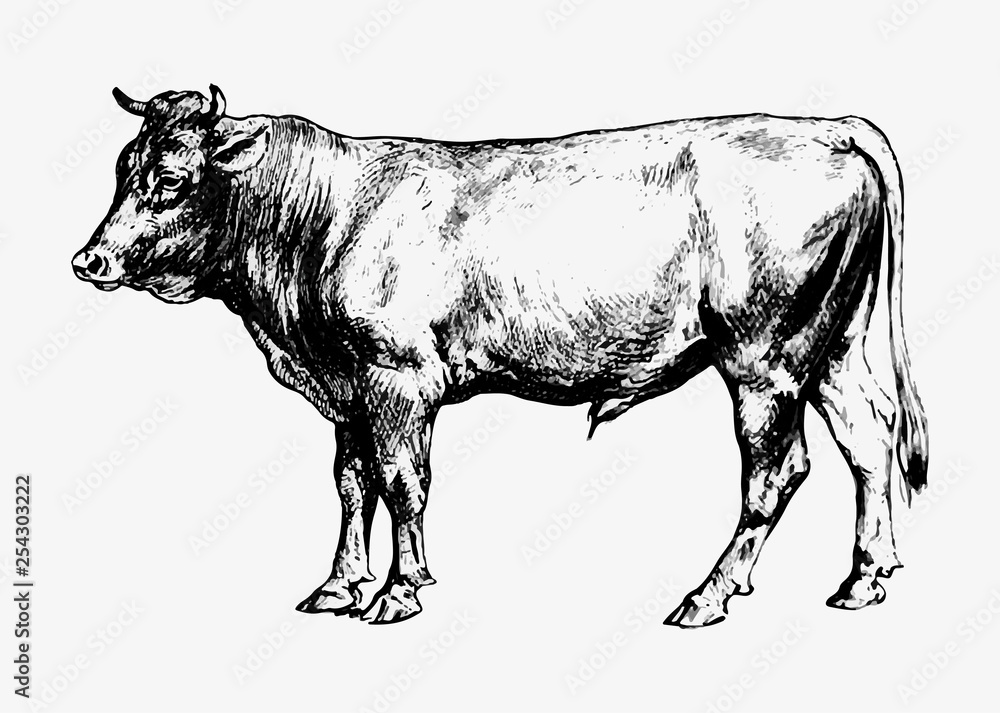 公牛复古绘画