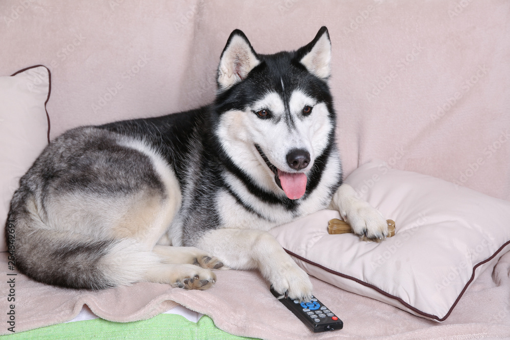 家里软沙发上躺着带电视遥控器的有趣哈士奇狗