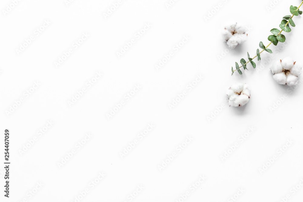 自然花卉构图，桉树树枝和白色背景棉俯视图，平面l