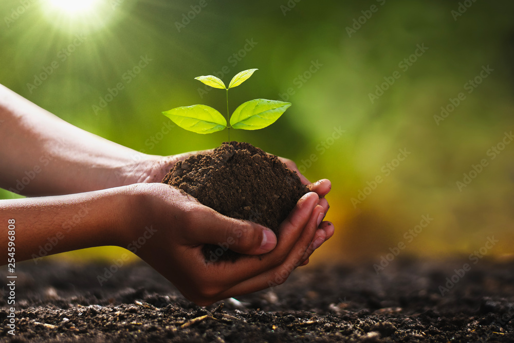 hand holding small tree for planting. concept green world