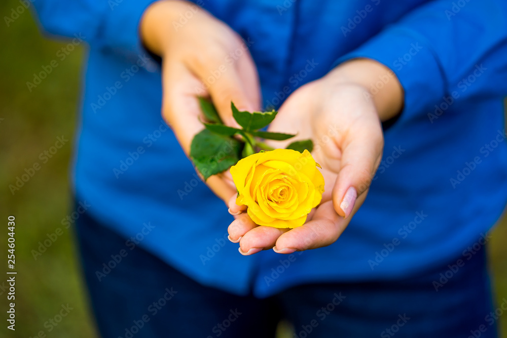 女性手中的黄玫瑰
